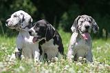 DOGUE ALLEMAND 412